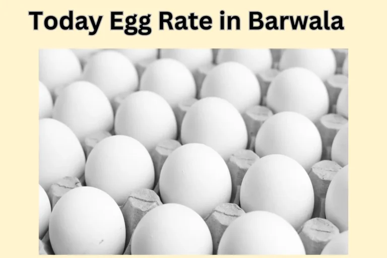 Egg Rate in Barwala: Today Egg rate, Average egg rate & more!